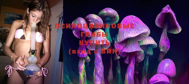 Псилоцибиновые грибы Psilocybe  купить наркоту  Ноябрьск 