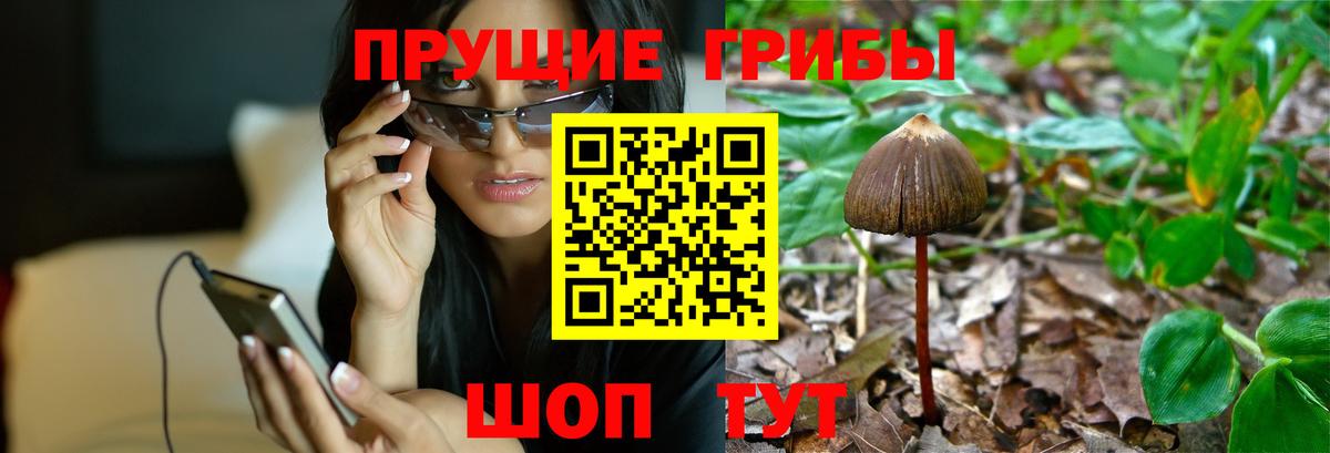 Псилоцибиновые грибы Psilocybine cubensis Ноябрьск